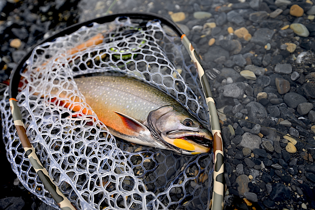Lose Count—Fortress Lake Brook Trout